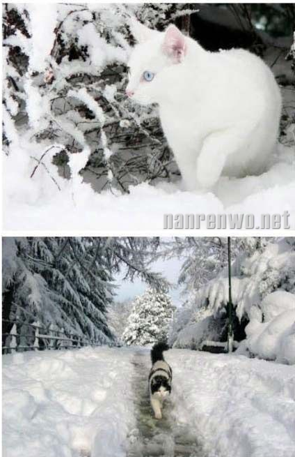 雪地里的猫星人：萌并霸气