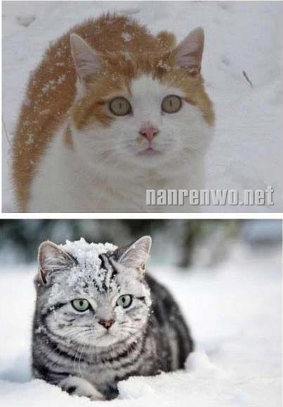 雪地里的猫星人：萌并霸气