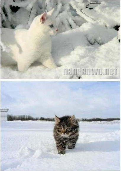 雪地里的猫星人：萌并霸气