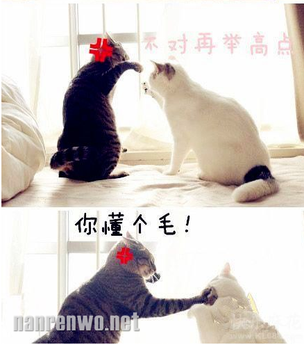 搞笑喵星人：哥教您跳骑马舞 