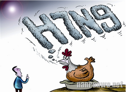 h7n9疫情仍在扩散 每日增患者5至7例  