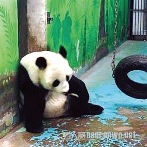熊猫被逼坐台死亡引质疑