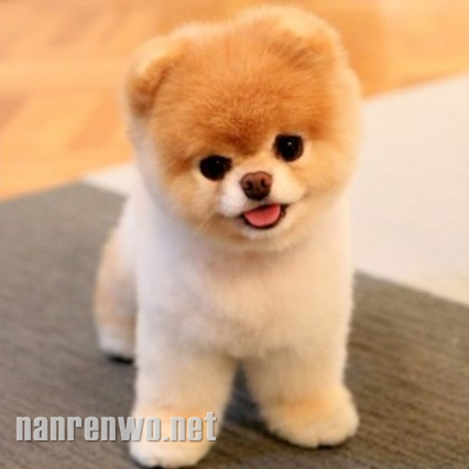 ֮Buddy boo 
