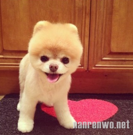 ֮Buddy boo 