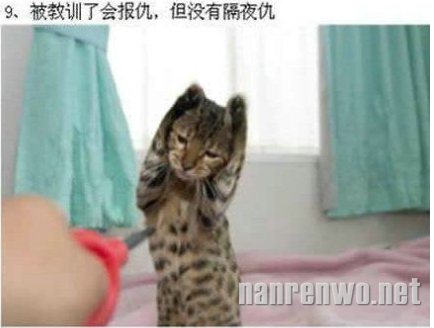 养猫的人才会知道喵星人的可爱~ 
