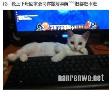 养猫的人才会知道喵星人的可爱~ 