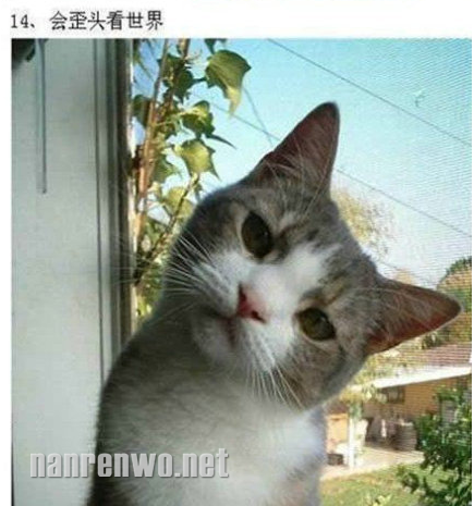 养猫的人才会知道喵星人的可爱~ 