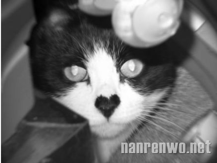 主淫，我对你的爱都写在鼻子上咯！ 
