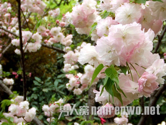 武汉樱花