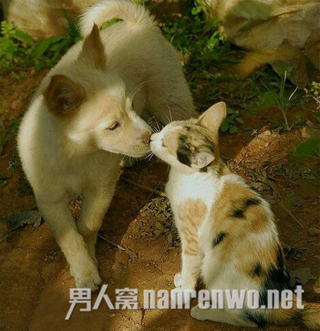 猫儿和狗儿恋爱了