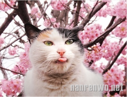 3月，和喵星人一起日本赏樱花！