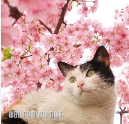 3月，和喵星人一起日本赏樱花！