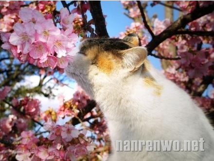 3月，和喵星人一起日本赏樱花！