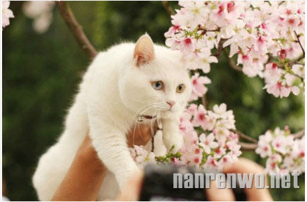 3月，和喵星人一起日本赏樱花！
