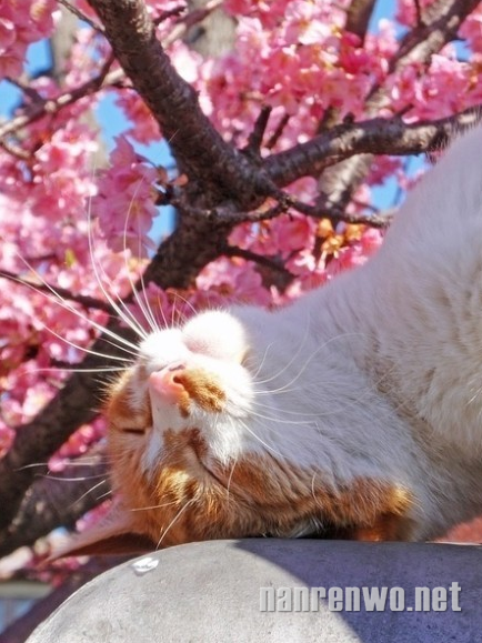 3月，和喵星人一起日本赏樱花！