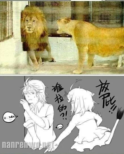 果然，公狮子都是妻管严！ 