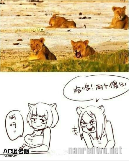 果然，公狮子都是妻管严！ 