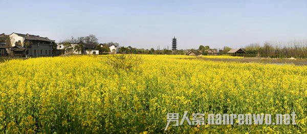 乌镇油菜花