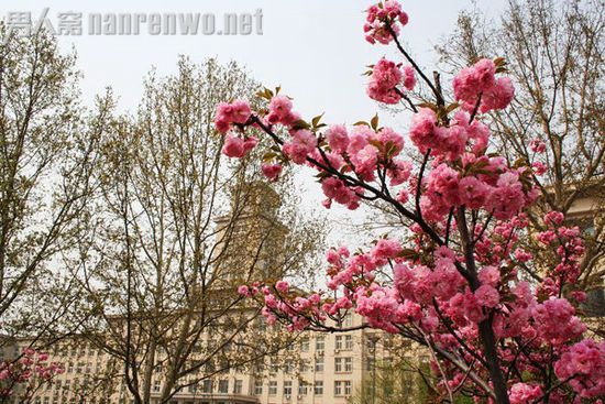 樱花