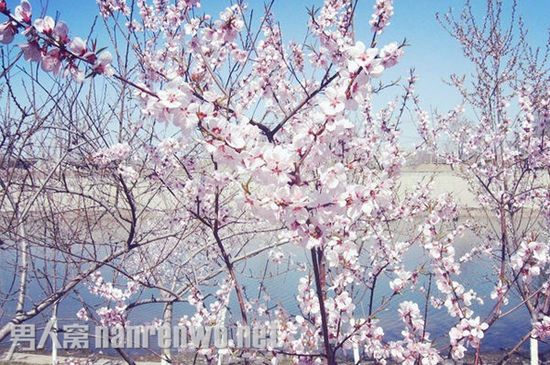桃花