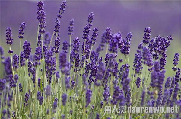 薰衣草