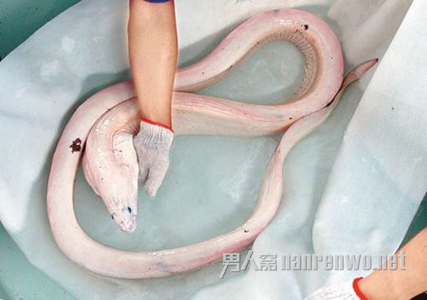 墨西哥惊现巨大罕见活体白龙王