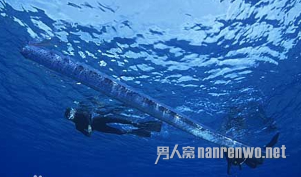 墨西哥惊现巨大罕见活体白龙王