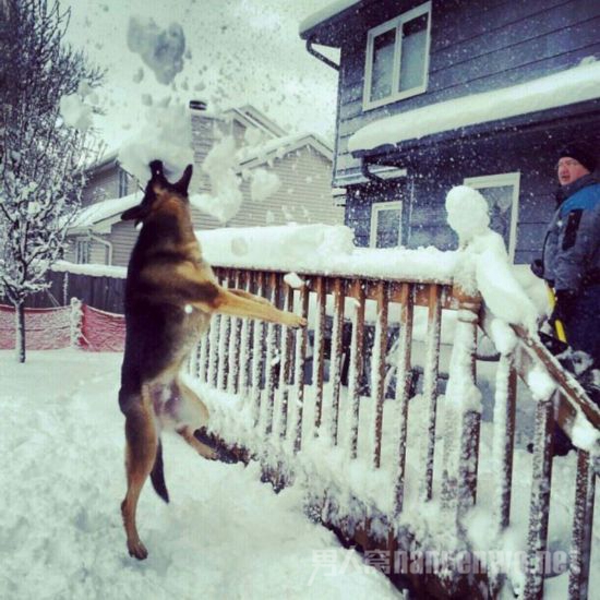 雪中华尔兹