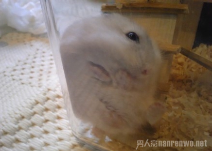 ҳȥ