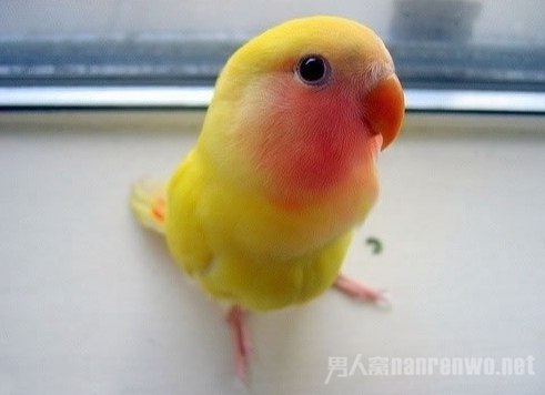 ȵС