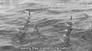 BBC纪录片桥段