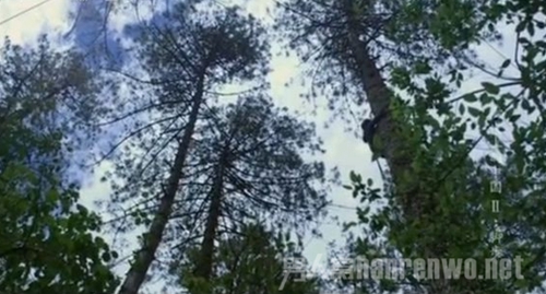 爬树被指镜头造假