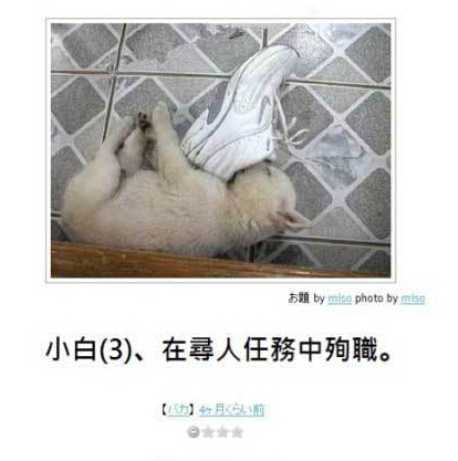 小白，你死得好惨