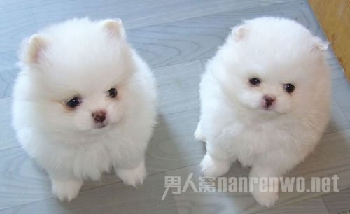 俺们真滴系亲兄弟