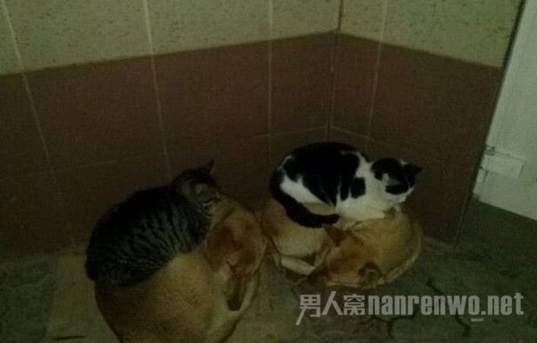 大冬天的睡地上,它们能更傻一点吗? 大冬天的睡地上,它们能更傻一点吗?