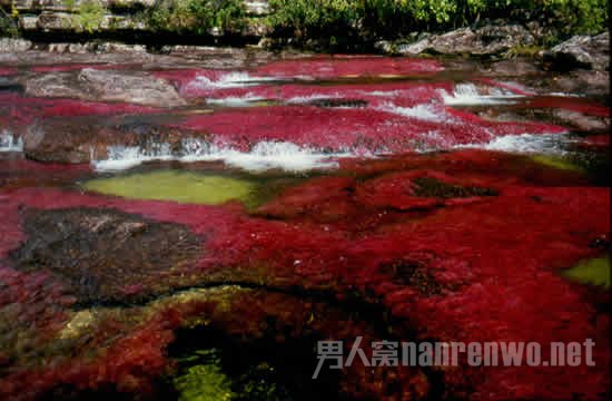 哥伦比亚彩虹河 绚烂色彩带来的震撼