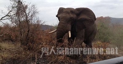 公象遭惹怒 游客自拍险丧命