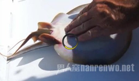 黄貂鱼