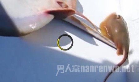 黄貂鱼