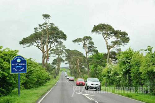 The Dark Hedges
