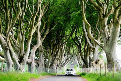 The Dark Hedges