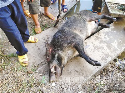 被打死的野猪
