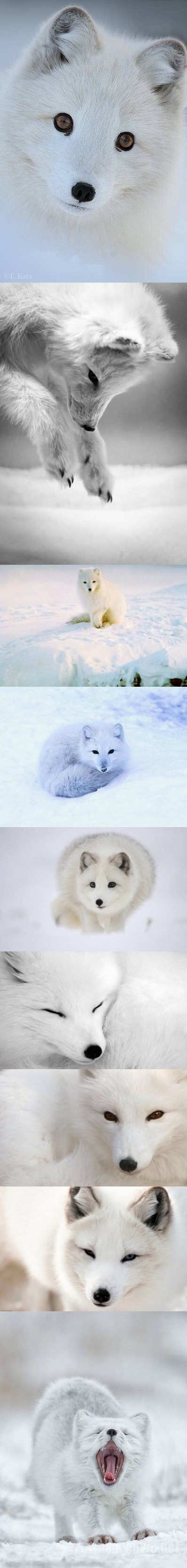 雪地精灵
