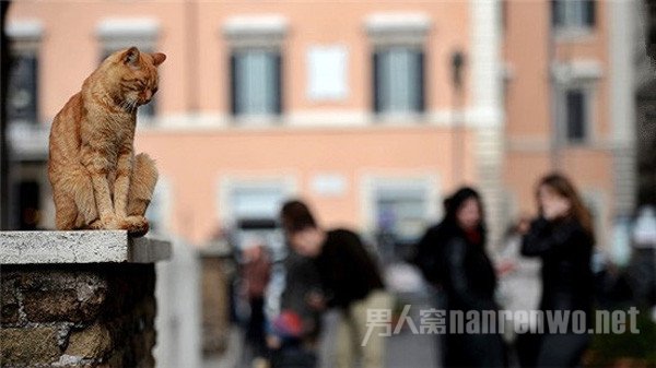 快到喵星人碗里来 爱猫人士的旅游胜地