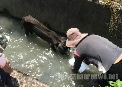 黑猪