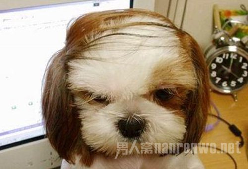 全能爆笑狗狗图片锦集