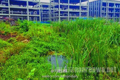 发现凡莎莎尸体的菜地水沟