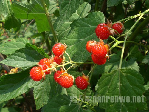 中秋节去哪里玩?雾灵山赏秋景最是精彩
