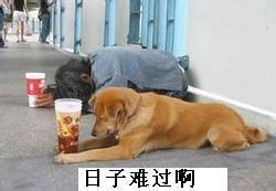 搞笑表情 真人恶搞版