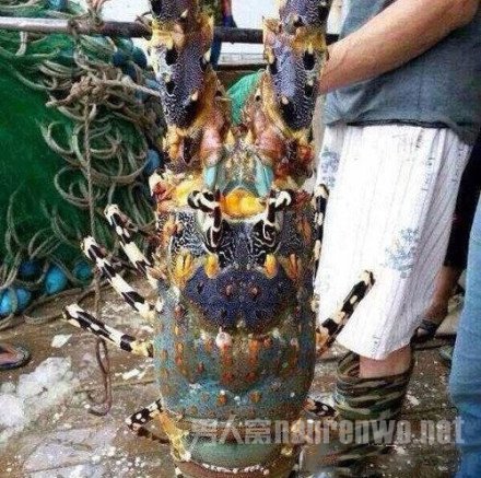 渔民意外捕获“中华锦绣龙虾”